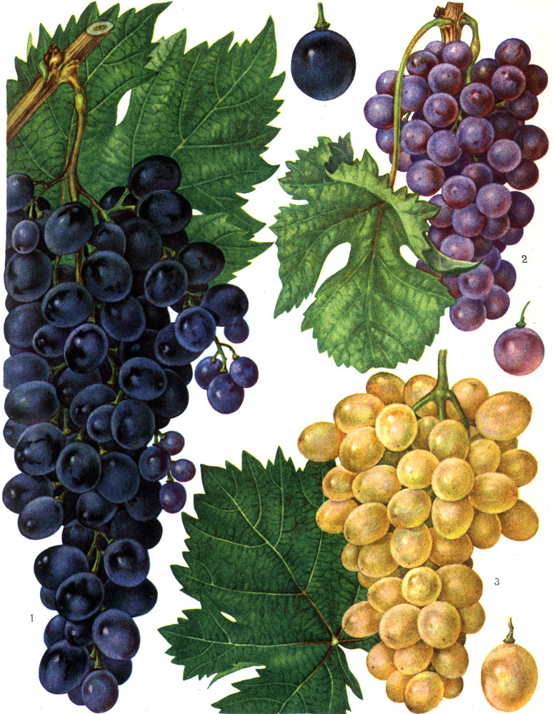 ТАБЛИЦА II. Сорта винограда: 1 - Мускат гамбургский; 2 - Шасла розовый; 3 - Тавриз. (Отдельные ягоды в нат. величину.)