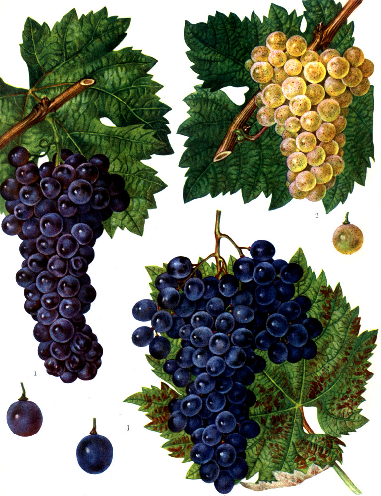 ТАБЛИЦА III. Сорта винограда: 1 - Мускат розовый; 2 - Рислинг; 3 - Саперави. (Отдельные ягоды в нат. величину.)