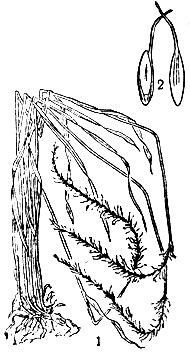 Рис. 1. Волоснец сибирский: I - общий вид растения; 2 - семена