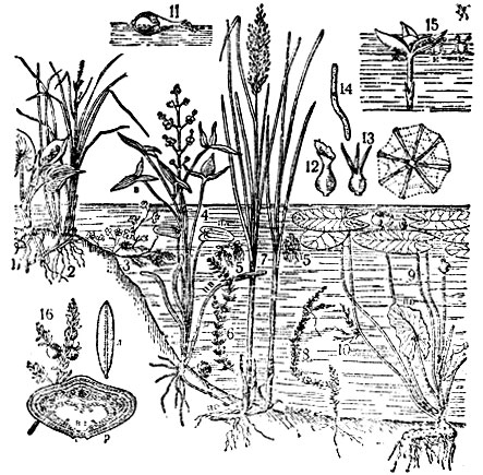 1 -  (Calla palustris L.); 2 -  (Carex gracilis Curt.); 3 -  ; 4 - :  -  ,  - ,  - ,  -     ; 5 -  ,  ,-    ,  - ; 6 -  -    -,  -  ; 7 -  (Glyceria spectabilis M. et .); 8 -  -   -; 9 -  ,     (); 10 -     ; 11 -    ( )    ; 12 - 13 -        (Zanichellia palustris L.)   (Najas marina L.); 14 -   ; 15 -  ; 16 -  -   ,       :       ,   ,      