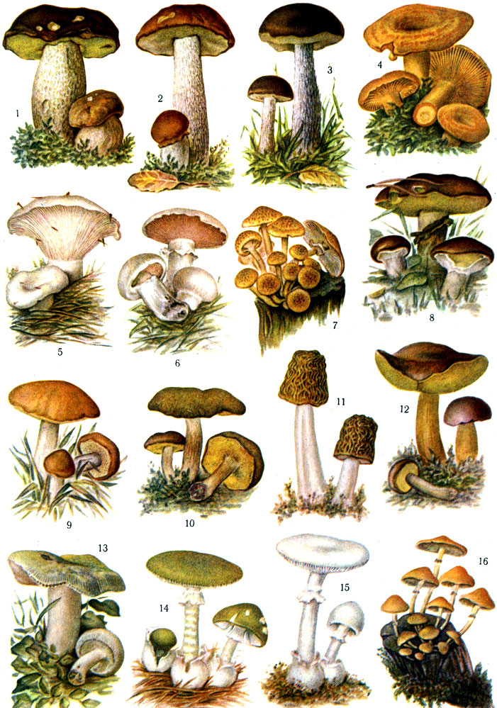 Топ-10 ядовитых грибов: виды, описание и фото