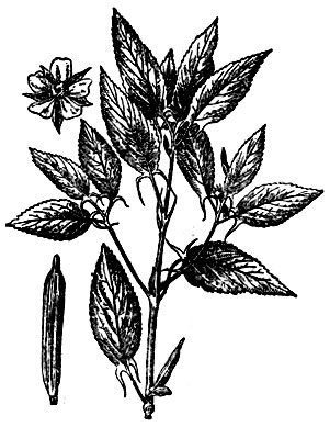 Рис. 1. Джут длинноплодный: верхушка стебля, плод и цветок