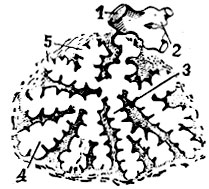 Рис. 4. Схема строения легочной дольки с ветвлением конечного бронха: 1 - конечный бронх; 2 - дыхательные бронхиолы; 3 - альвеолярный ход; 4 - конечные воронки; 5 - альвеолы