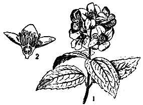 Жасмин ложный, чубушник: 1 - цветущая ветвь; 2 - цветок в поперечном разрезе