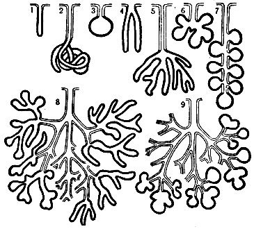 Схемы открытых желез: 1 - простая трубчатая железа; 2 - простая клубковидная; 3 - простая альвеолярная; 4 - простая трубчаторазветвлёиная; 5 - простая трубчатораз-ветвлённая с выводным протоком; 6 и 7 - простые альвеолярные разветвлённые; 8 - сложная трубчатая (справа) и сложная трубчато-альвеолярная (слева); 9 - сложная альвеолярная