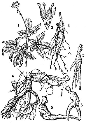 Жень-шень: 1 - цветущее растение; 2 - продольный разрез цветка; 3 - 4 - различные формы корней; 5 - товарные корни, очищенные от мелких корешков