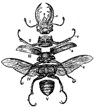 Рис. 1. Расчленённый жук (Luca-nus cervus): I - голова; II, III, IV - передне-, средне- и заднегрудь; V - брюшко; а - верхние челюсти; б - щупики нижних челюстей; в - щупики нижней губы; г - усики; д - передние крылья; е - задние (нижние) крылья
