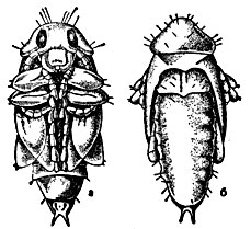 Рис. 4. Куколка жука крестоцветной блошки: а - с нижней стороны; б - с верхней стороны