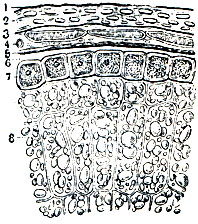 Рис. 2. Поперечный разрез оболочек и части эндосперма зерна пшеницы: 1 - эпидермис; 2 - средний слой продольных клеток; 3 - нижний слой поперечных клеток; 4 - внутренний эпидермис; 5 - верхний (пигментный) слой семенной оболочки; 6 - гиалиновый слой, 7 - алейроновый слой; 8 - эндосперм