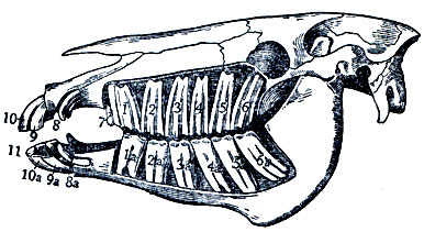 Рис. 3. Резцовые и коренные зубы 6-летней лошади (вид сбоку), 1, 2, 3, 4, 5, 6 - коренные зубы верхней челюсти; 1a, 2а, За, 4а, 5а, 6а - коренные зубы нижней челюсти; 7 - волчий зуб, или 4-й премоляр; 8 и 8а - клыки; 9 и 9а - окрайки; 10 и 10а - средние резцовые зубы; 11 - зацепы
