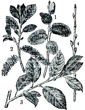 Рис. 2. Бредина, козья ива: 1 - ветвь с мужскими серёжками; 2 - ветвь с женскими серёжками; 3 - ветвь с листьями; 4 - побег зимой