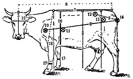 Промеры: 1 - высота в холке; 2 - высота спины; 3 - высота в крестце; 4 - высота в седалищных буграх; 5 - длина головы; 6 - косая длина туловища; 7 - прямая длина туловища; 8 - длина от затылочного гребня до корня хвоста; 9 - боковая длина зада; 10 - ширина груди; 11 - ширина груди за лопатками; 12 - ширина в моклоках; 13 - ширина в тазобедренных суставах; 14 - ширина в седалищных буграх; 15 - ширина лба; 16 - обхват груди за лопатками; 17 - обхват пясти; 18 - глубина груди