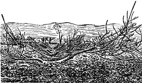 Рис. 2. Кусты инжира весной, освобождённые от прикопки на зиму