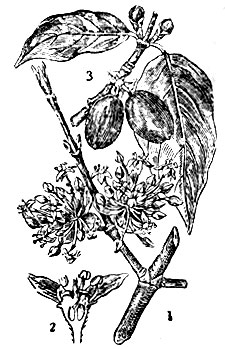 Кизил: 1 - цветущая ветвь; 2 - цветок в разрезе; 3 - плоды и листья
