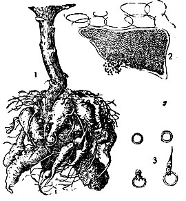 Кила: 1 - кила на корнях капусты кольраби; 2 - споры килы в клеточках корня; 3 - прорастающие споры
