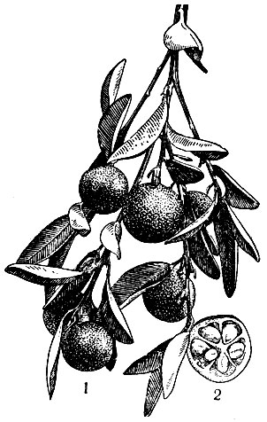 Кинкан круглый: 1 - ветка с плодами; 2 - разрез плода