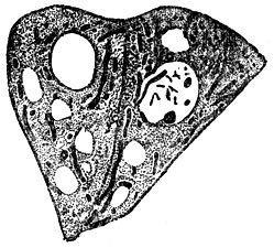 Рис. 2. Печёночные клетки лягушки (фиксировано и окрашено). Видны ядра с ядрышками, цитоплазма и нитевидные хондриосомы