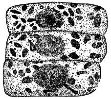 Рис. 3. Клетки листка проростка ячменя (фиксировано и окрашено). Видны пластиды - крупные и хондриосомы - мелкие зёрнышки