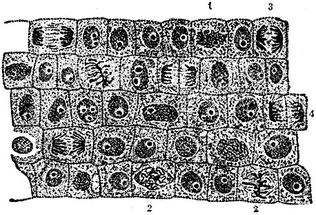 Рис. 5. Группа клеток из меристемы эмбриональной ткани лука (продольный срез растущего кончика корня): 1 - профаза; 2 - метафаза; 3 - анафаза; 4 - ранняя телофаза