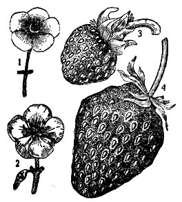 1 - женский цветок; 2 - мужской цветок; 3 - плод дикой клубники; 4 - плод клубники Миланской