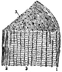 Продольно-поперечный разрез корня кок-сагыза с млечными сосудами, заполненными каучуком: 1 - кора; 2 - древесина; 3 - млечные сосуды