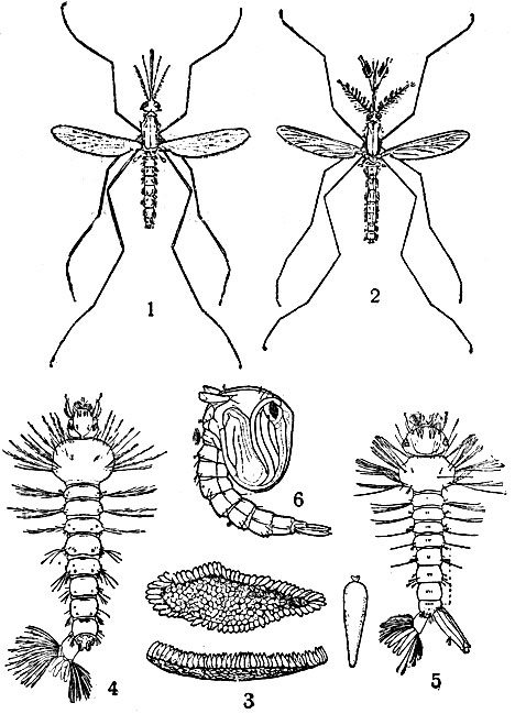 1 - малярийный комар (Anopheles) самка; 2 - то же, самец; 3 - яйца в форме лодочки, справа отдельное яйцо; 4 - личинки; 5 - личинка обыкновенного комара (Culex); 6 - куколка малярийного комара