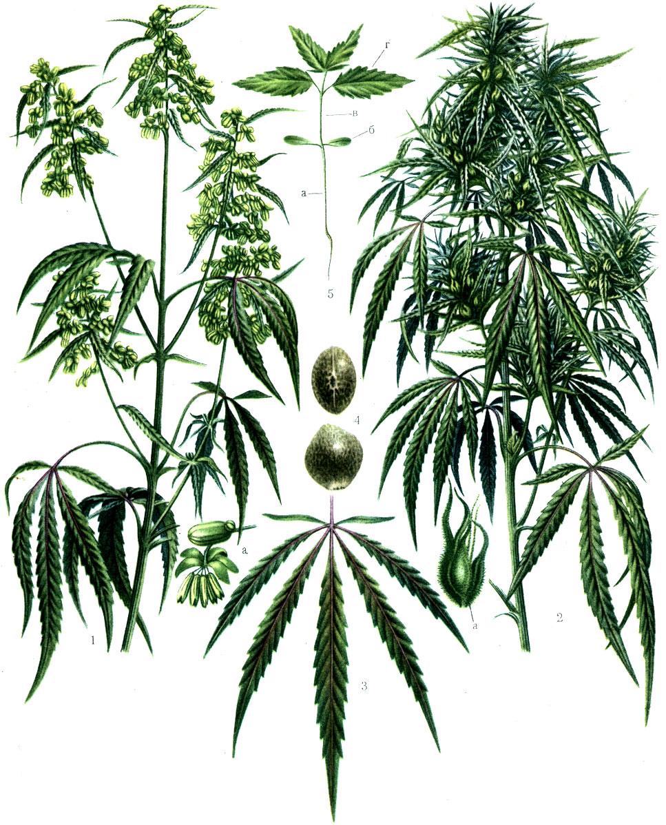 1 - мужское растение - посконь, а - мужской цветок (увеличено); 2 - женское растение - матерка, а - женский цветок (увеличено); 3 - серединный лист; 4 - семя - вид сбоку и со стороны рубчика (увеличено); 5 - молодое растение (13-дневный возраст), а - подсемядольное колено, б - семядольные листья, в - первое междоузлие, г - первая пара настоящих листьев