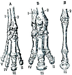 Рис. 2. Кости правой передней конечности современных непарнокопытных млекопитающих: А - тапир, Б - носорог, В - лошадь: 1 - локтевая кость; 2 - лучевая кость; II - V - пальцы