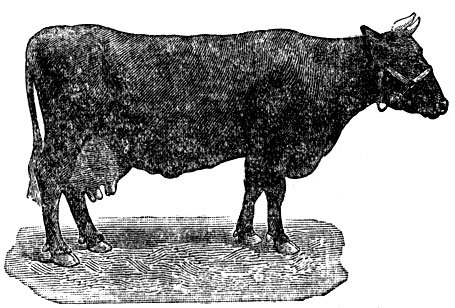 Корова Мадонна, рождения 1934. Удой sa 300 дней 2-й лактации 8261 кг при 3,83% жира в молоке. Шивой вес в возрасте 5 лет 4 мес. - 719 кг. На ВСХВ (1939 - 40) присуждено звание чемпиона породы