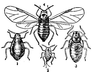 Кровяная тля: 1 - основательница; 2 - личинка; 3 - бескрылая яйценосная самка; 4 - крылатая живородящая самка 