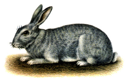 Породы кроликов: 1 - шиншилла