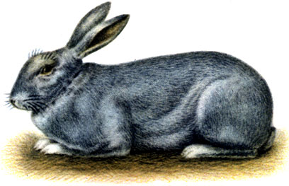 Породы кроликов: 2 - венский голубой