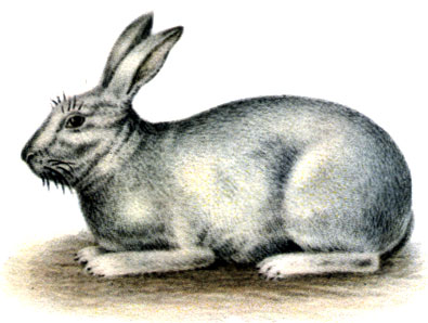 Породы кроликов: 3 - шампунь
