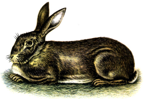 Породы кроликов: 4 - фландр