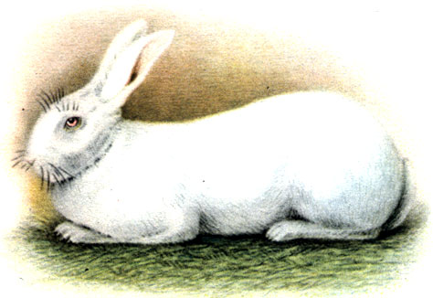 Породы кроликов: 5 - белый великан
