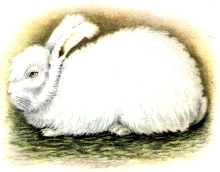 Породы кроликов: 6 - ангорский