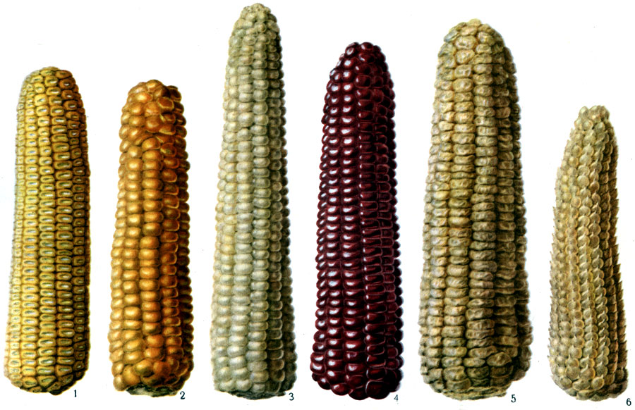 Формы кукурузы (уменьшено): 1 - зубовидная; 2 - 4 - кремнистая; 5 - сахарная (столовая); 6 - лопающаяся (рисовая)