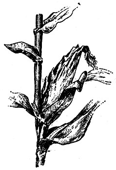 Рис. 2. Женское соцветие кукурузы (початок)