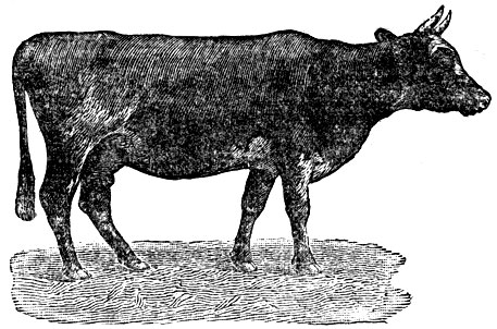 Рис. 2. Корова Линейка, удой 5 198 кг, при 4,17% жира в молоке. Живой вес 542 кг (колхоз '1-е Мая', Курганской области)