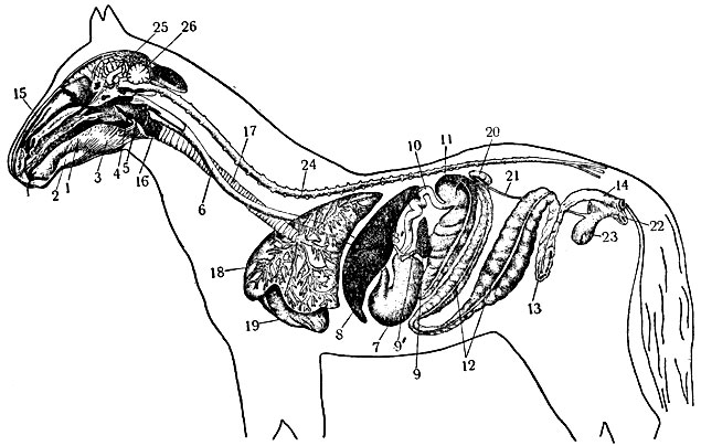 Рис. 1. Схема строения пищеварительного аппарата лошади: 1 - язык; 2 - подъязычная слюнная железа; 3 - подчелюстная слюнная железа; 4 - мягкое нёбо, или нёбная занавеска; 5 - глотка; 6 - пищевод; 7 - желудок; 8 - печень; 8'- жёлчный проток; 9 - поджелудочная железа; 9' - проток поджелудочной железы; 10 - тонкий отдел кишечника; 11 - слепая кишка; 12 - большая ободочная кишка; 13 - малая ободочная кишка; 14 - прямая кишка; 15 - носовая полость; 16 - гортань; 17 - трахея; 18 - лёгкие; 19 - сердце; 20 - почки; 21 - мочеточник; 22 - влагалище; 23 - мочевой пузырь; 24 - спинной мозг; 25 - большие полушария головного мозга; 26 - мозжечок