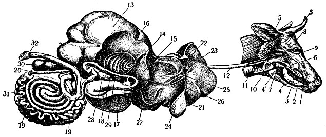 Рис. 2. Схема пищеварительного аппарата коровы: 1 - ротовая полость; 2 - язык; 3 - подъязычная слюнная железа; 4 - подчелюстная слюнная железа; 4' - её проток; 5 - околоушная слюнная железа; 5' - её проток; 6 - мягкое нёбо; 7 - глотка; 8 - отверстие слуховой трубы; 9 - хоаны; 10 - гортань; 11 - трахея; 12 - пищевод; 13 - рубец; 14 - пищеводный жёлоб; 15 - сетка; 16 - книжка; 17 - сычуг; 18 - двенадцатиперстная кишка; 19 - тощая кишка; 20 - подвздошная кишка; 21 - печень; 22 - печёночная артерия; 23 - воротная вена; 24 - жёлчный пузырь; 25 - печёночный жёлчный проток; 26 - пузырный жёлчный проток; 27 - общий жёлчный проток; 28 - поджелудочная железа; 29 - проток поджелудочной железы; 30 - слепая кишка; 31 - ободочная кишка; 32 - прямая кишка