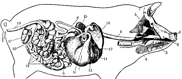 Рис. 3. Схема пищеварительного аппарата свиньи: 1 - верхняя губа, или пятачок; 2 - нижняя губа; 3 - подъязычная слюнная железа; 4 - подчелюстная слюнная железа; 5 - околоушная слюнная железа; 6 - пищевод; 7 - желудок; 8 - двенадцатиперстная кишка; 9 - тощая кишка; 10 - подвздошная кишка; 11 - печень; 12 - пузырный жёлчный проток; 13 - жёлчный пузырь; 14 - общий жёлчный проток; 15 - поджелудочная железа; 16 - проток поджелудочной железы; 17 - слепая кишка; 18 - ободочная кишка; 19 - прямая кишка