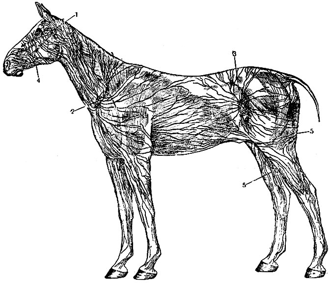 Поверхностные лимфатические узлы лошади: 1 - околоушные; 2 - поверхностные шейные; 8 - узлы коленной складки; 4 - лимфатические сосуды, направляющиеся в подчелюстной лимфатический узел; 5 - лимфатические сосуды, направляющиеся в поверхностный паховый лимфатический узел
