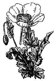 Рис. 1. Мак: цветущее растение
