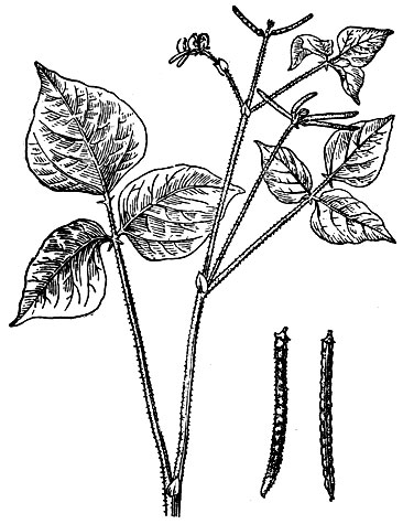 Рис. 2. Верхняя часть растения (справа - бобы)