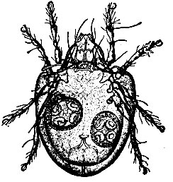 Рис. 3. Клещ Scheloribates levigatus с двумя цистицеркоидами