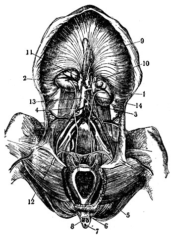 Рис. 1. Мочевыделительные органы лошади: 1 - левая почка; 2 - правая почка; 3 - левый мочеточник; 4 - правый мочеточник; 5 - мочевой пузырь; 6 - половой член; 7 - мочеполовой канал; 8 - пещеристые тела полового члена; 9 - диафрагма; 10 - левый надпочечник; 11 - правый надпочечник; 12 - семяпровод; 13 - брюшная аорта; 14 - задняя полая вена