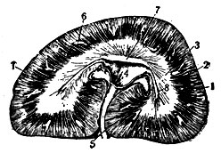 Рис. 2. Горизонтальный срез через левую почку лошади: 1 - мочеотделительная или корковая зона; 2 - пограничная зона; 3 - мочеотводящая или мозговая зона; 4 - лоханка; 5 - мочеточник; б - перерезанные дуговые артериальные сосуды; 7 - сосочек почки; 8 - почечные ходы