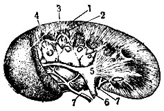 Рис. 3. Почка свиньи (большая часть почечной ткани срезана): 1 - мочеотделительная зона; 2 - пограничная зона; 3 - мочеотводящая зона; 4 - почечные сосочни; 5 - лоханка; 6 - мочеточник; 7 - почечная артерия