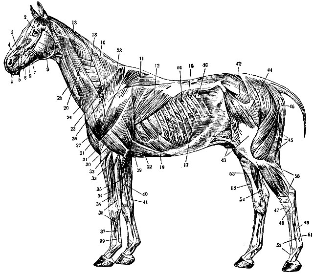 Рис. 1. Поверхностные мышцы туловища лошади: 1 - круговой мускул рта; 2 - круговой мускул глаза; 3 - специальный подниматель верхней губы; 4 - клыковой мускул; 5 - носогубный подниматель; 6 - опускатель нижней губы; 7 - скуловой мускул; 8 - щёчный мускул; 9 - большей жевательный (наружный); 10, 11 - трапециевидный мускул (шейная и спинная части); 12 - широчайший мускул спины; 13 - пластыре-видный, ремнеобраяный мускул; 14, 16 - дорзальный зубчатый выдыхательный мускул; 15 - межреберные наружные мускулы; 17 - косой наружный брюшной мускул; 18, 19 - шейная и 'рудная части зубчатого вентрального мускула; 20 - плечеголовной мускул; 21 - плечевая головка поверхностного грудного мускула; 22 - плечевая головка грудного глубокого мускула; 23 - предлопаточная часть глубокого грудного мускула; 24 - кожный шейный мускул; 25 - грудинно-головной мускул; 26 - прелестный мускул; 27 - дельтовидный мускул; 28 - ость лопатки, 29, 30 - длинная и латеральная головки трёхглавого мускула плеча; 31 - плечевой (внутренний) мускул; 32 - лучевой разгибатель запястья; 33 - общий пальцевый разгибатель; 34 - боковой пальцевый разгибатель; 35 - локтевой разгибатель запястья; 36 - длинный отводящий мускул большого пальца; 37 - межкостный третий (средний) мускул; 38 - глубокий пальцевый сгибатель; 39 - поверхностный пальцевый сгибатель (сухожильное окончание); 40 - лучевой сгибатель запястья; 41 - локтевой сгибатель запястья; 42 - средний ягодичный мускул; 43 - напрягатель широкой фасции бедра; 44 - поверхностный ягодичный мускул; 45 - двуглавый мускул бедра, 46 - полусухожильный мускул; 47 - длинный пальцевый разгибатель; 48 - боковой пальцевый разгибатель; 49 - глубокий пальцевый сгибатель; 50 - икроножный мускул; 51 - поверхностный пальцевый сгибатель (сухожильное окончание); 52 - большеберцовый передний мускул; 53 - медиальная головка глубокого пальцевого сгибателя; 54 - латеральная глубокая головка глубокого пальцевого сгибателя; 55 - межкостный третий (средний) мускул и его сухожильная ветвь к длинному пальцевому разгибателю